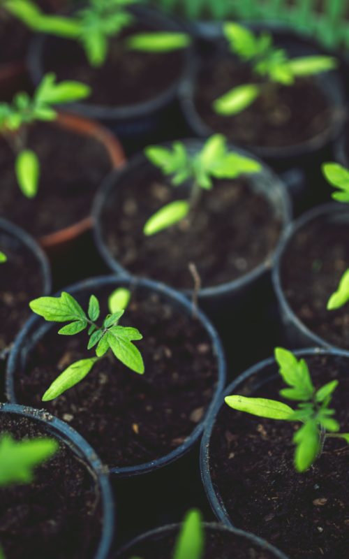 Teen Vegetable Garden